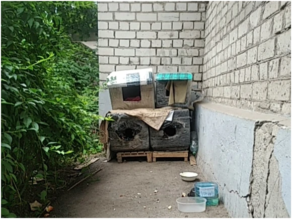 «Не волонтери, а просто люди»: як харків’яни рятують покинутих тварин під час війни