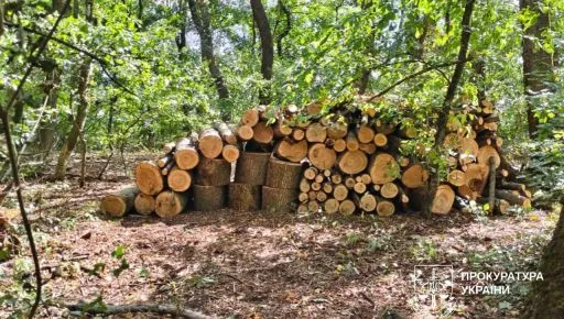 У Харківській області викрили “чорних лісорубів”, які завдали мільйонних збитків
