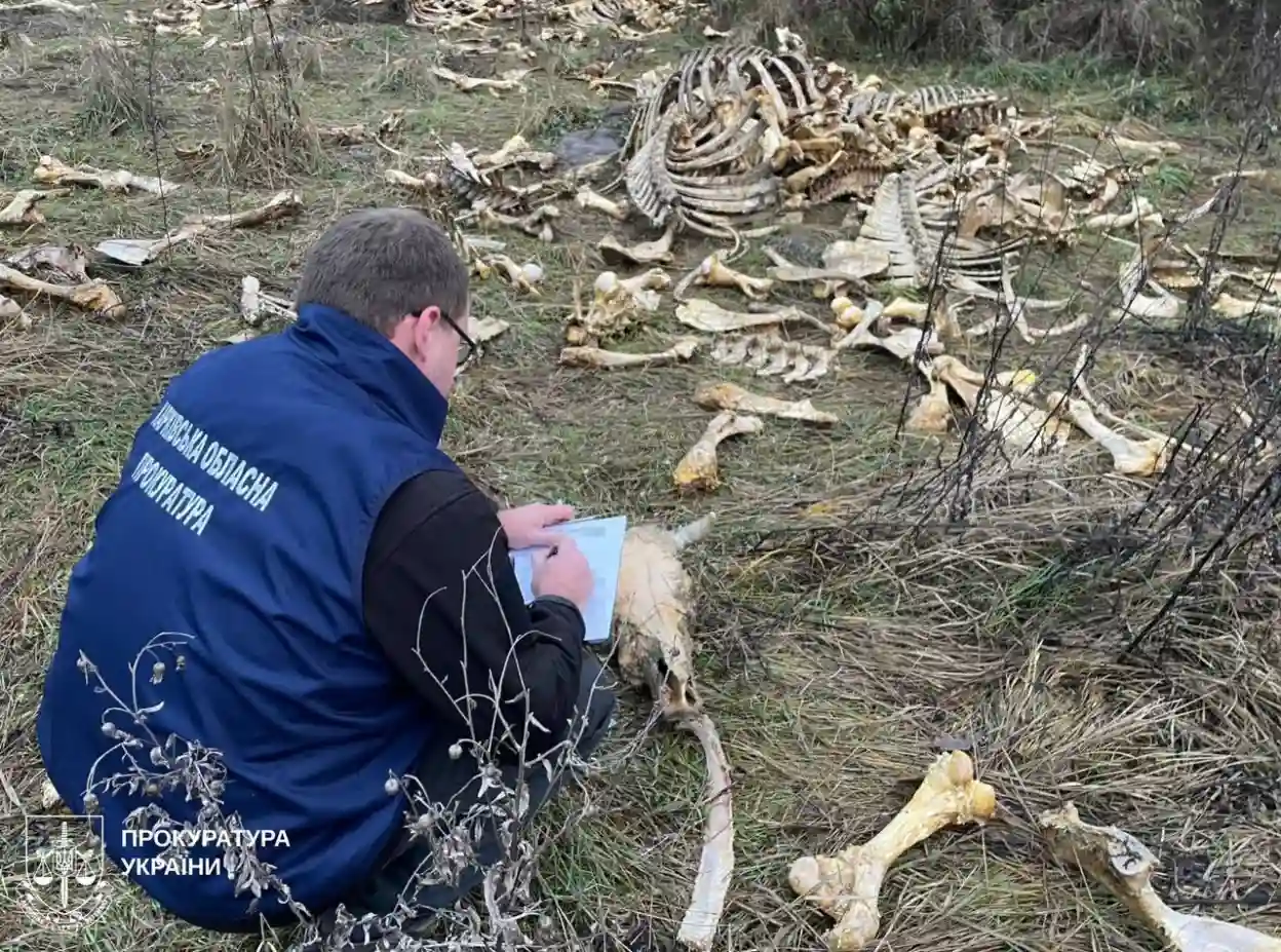 В Харківській області виявлено незаконне звалище тваринних решток