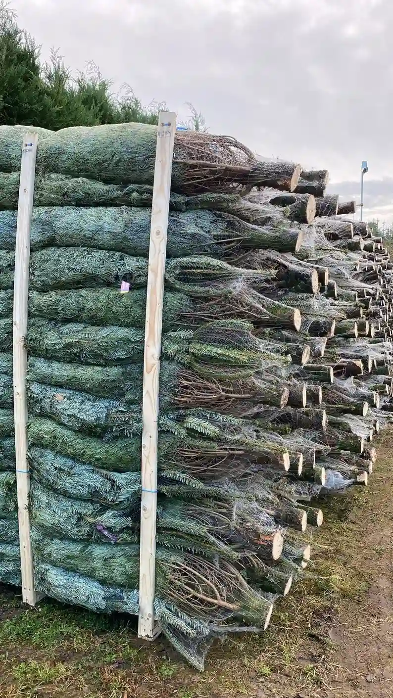 Після ракет і дронів: як харківський ялинковий бізнес повернувся на ринок під час війни