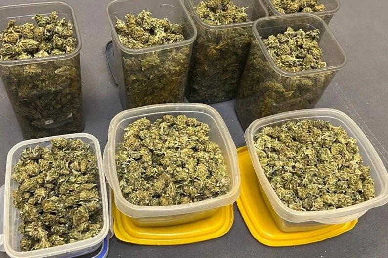Понад десять кілограмів за парканом: у передмісті Харкова викрили незаконну плантацію конопель