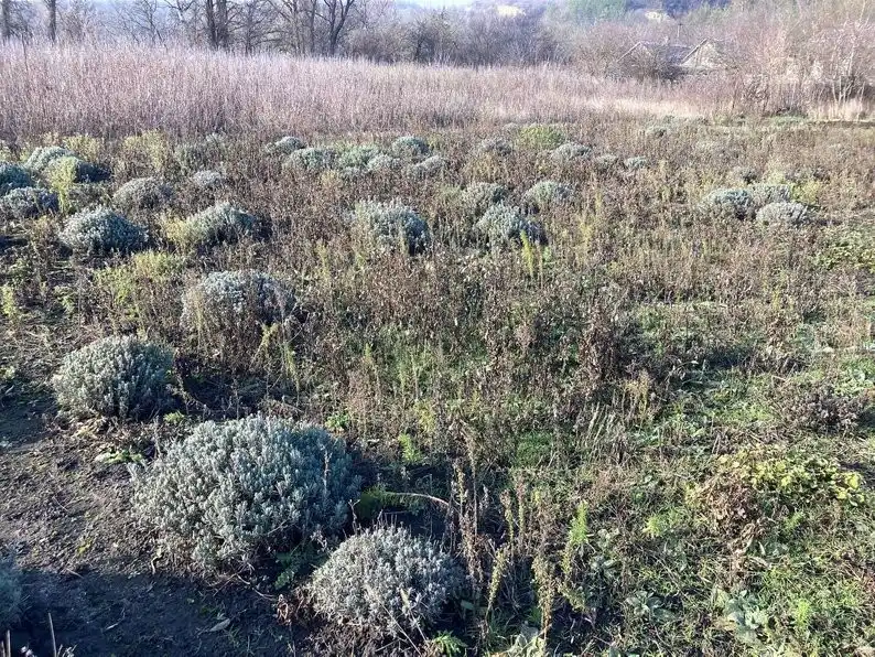 Від тюльпанів до мінного поля: історія відновлення лавандового бізнесу на Ізюмщині
