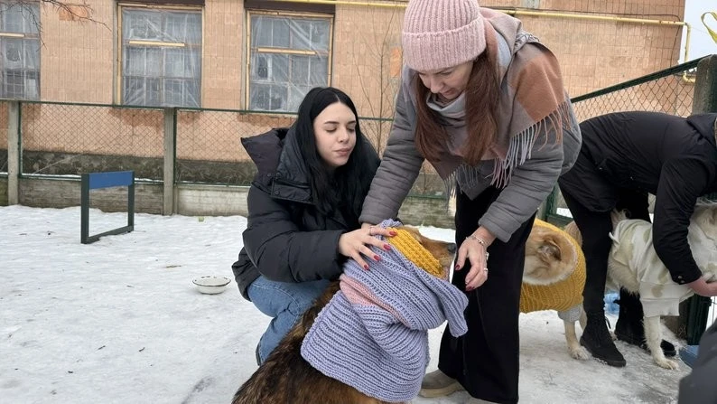 Тепло з людських плечей: як у Харкові старі светри рятують собак від аномальних морозів