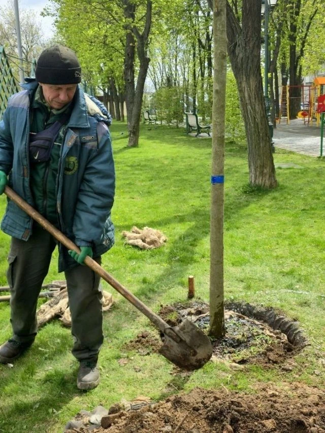 Харківські озеленювачі оновили сквер Незалежності новими деревами