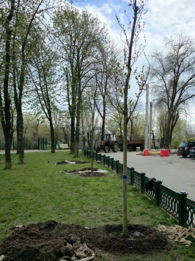 Харківські озеленювачі оновили сквер Незалежності новими деревами