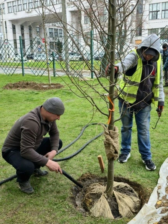 Харківські озеленювачі оновили сквер Незалежності новими деревами