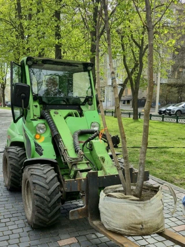 Харківські озеленювачі оновили сквер Незалежності новими деревами